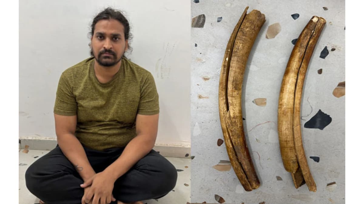 Police Operation On Chiloda Highway, Youth Held With Elephant Tusks Worth ₹1 Lakh