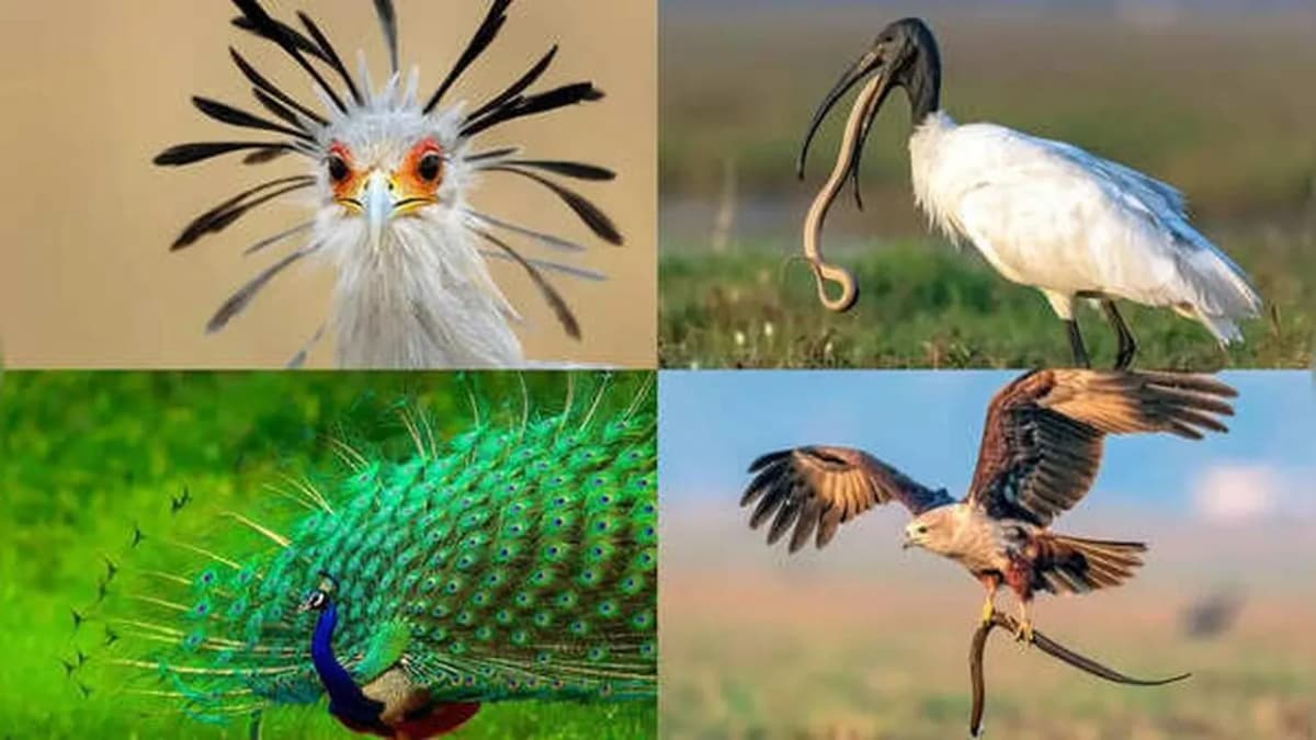 Unique Abilities of Birds that Hunt Snakes