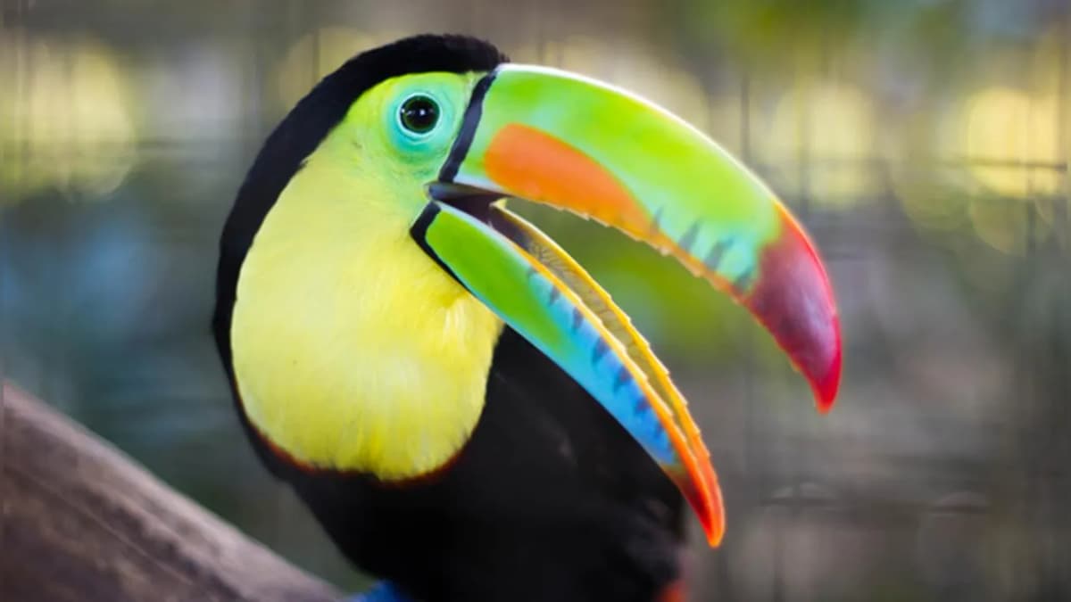 Colorful Beaks of Birds: A Blend of Nature's Art