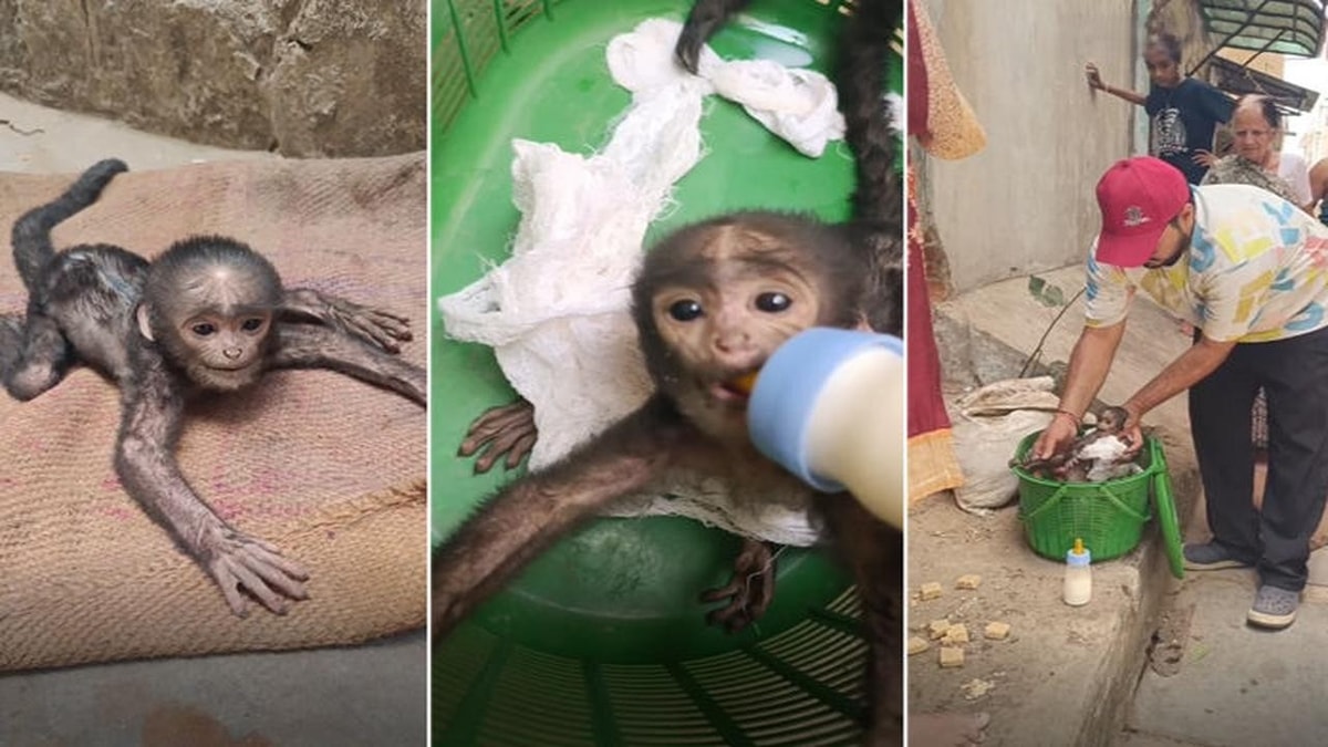 Heartwarming Incident of Rescuing Baby Monkey in Saraspur