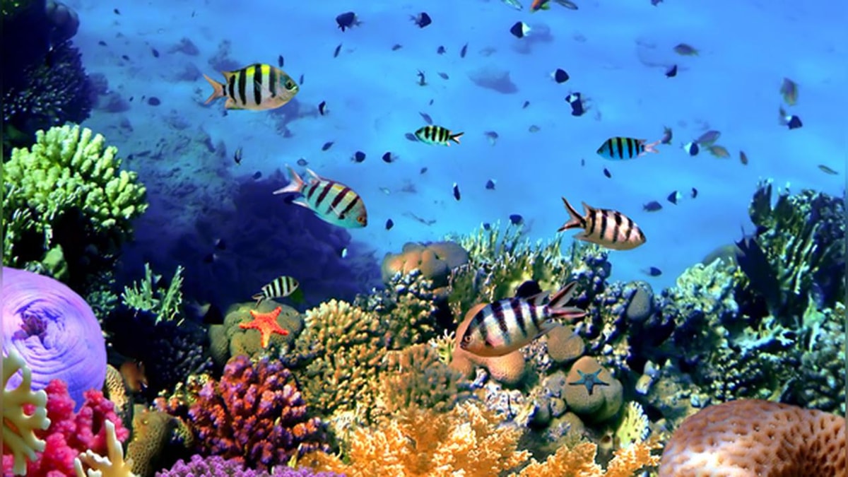 10 Important Facts About the Great Barrier Reef