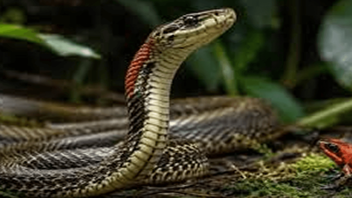 Understanding Sea Snakes in the United States is Important