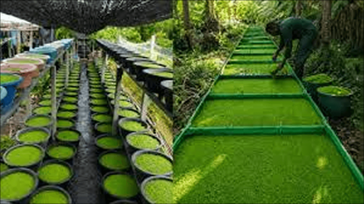 How Azolla Is Saving Indian Farmers Thousands in Fertiliser Bills Every Season