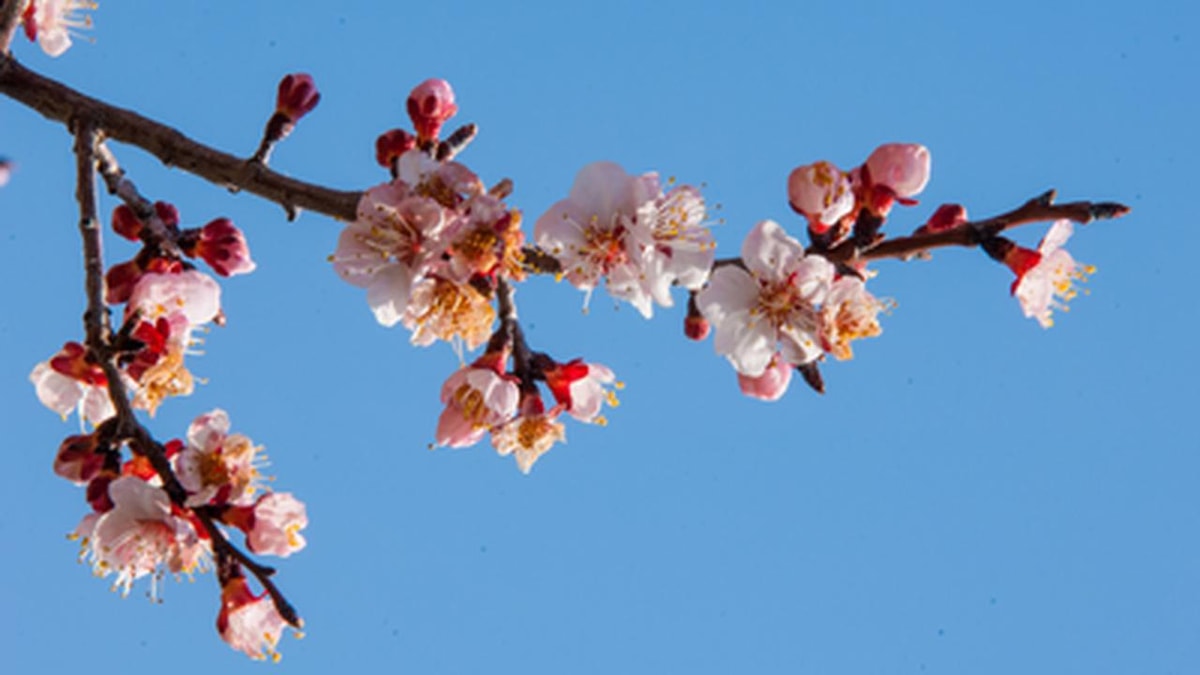 Apricot Blossom Festival in Ladakh: A Fusion of Nature and Culture