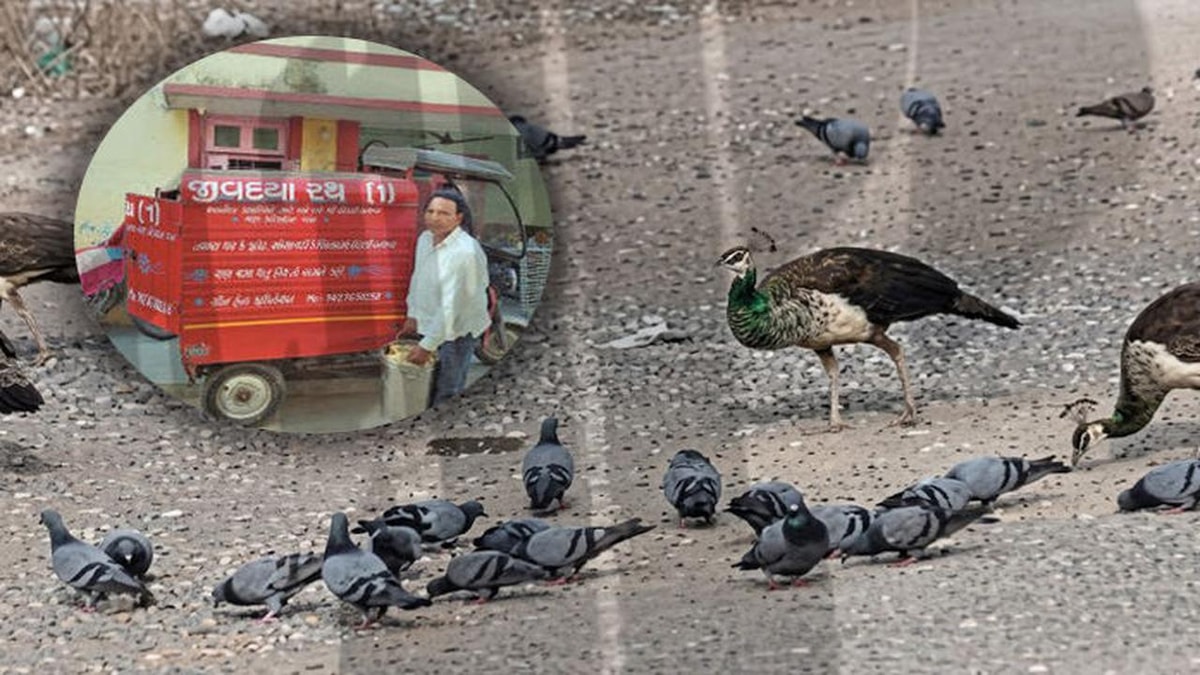 Feeding Initiative for Stray Animals After Plane Crash in Ahmedabad