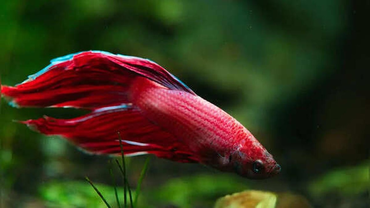 How to Liven Up an Aquarium with Red Fish