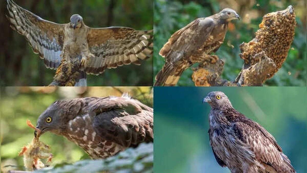 Honey Buzzard: A Unique Bird of Prey