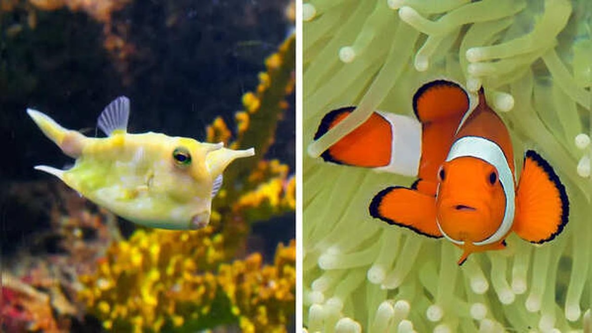 Five Cutest Fish in the Ocean
