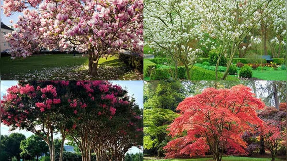 Small Shade Trees: Best Choices for Peace and Beauty in Gardens