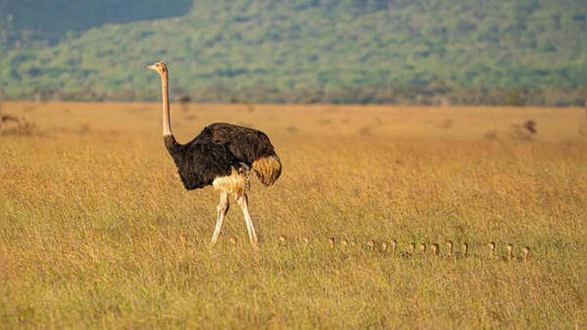 Interesting Facts About Ostriches