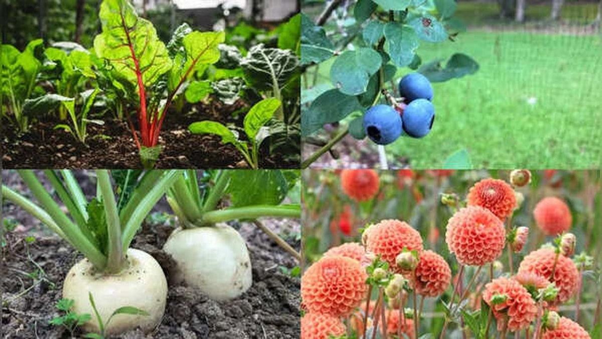 Best Vegetables and Fruit Bushes for Gardening in July