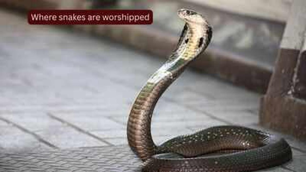 The Significance of Snake Worship in India and 10 Famous Snake Temples