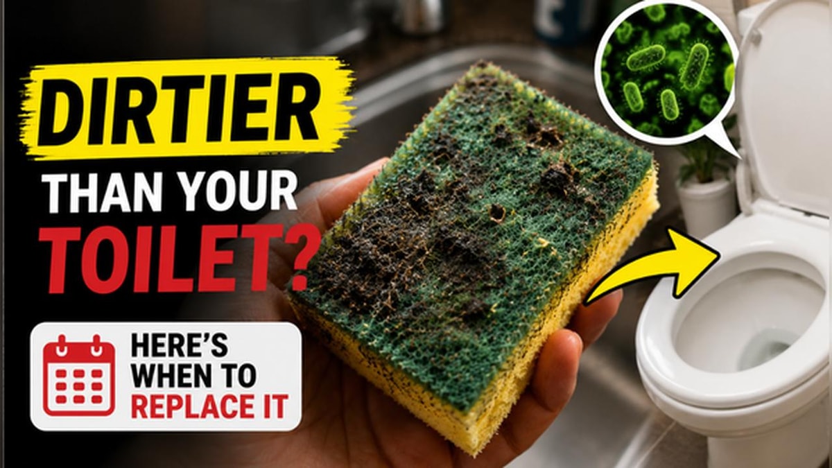 Cooking Scrubbers and Sponges: Breeding Grounds for Bacteria