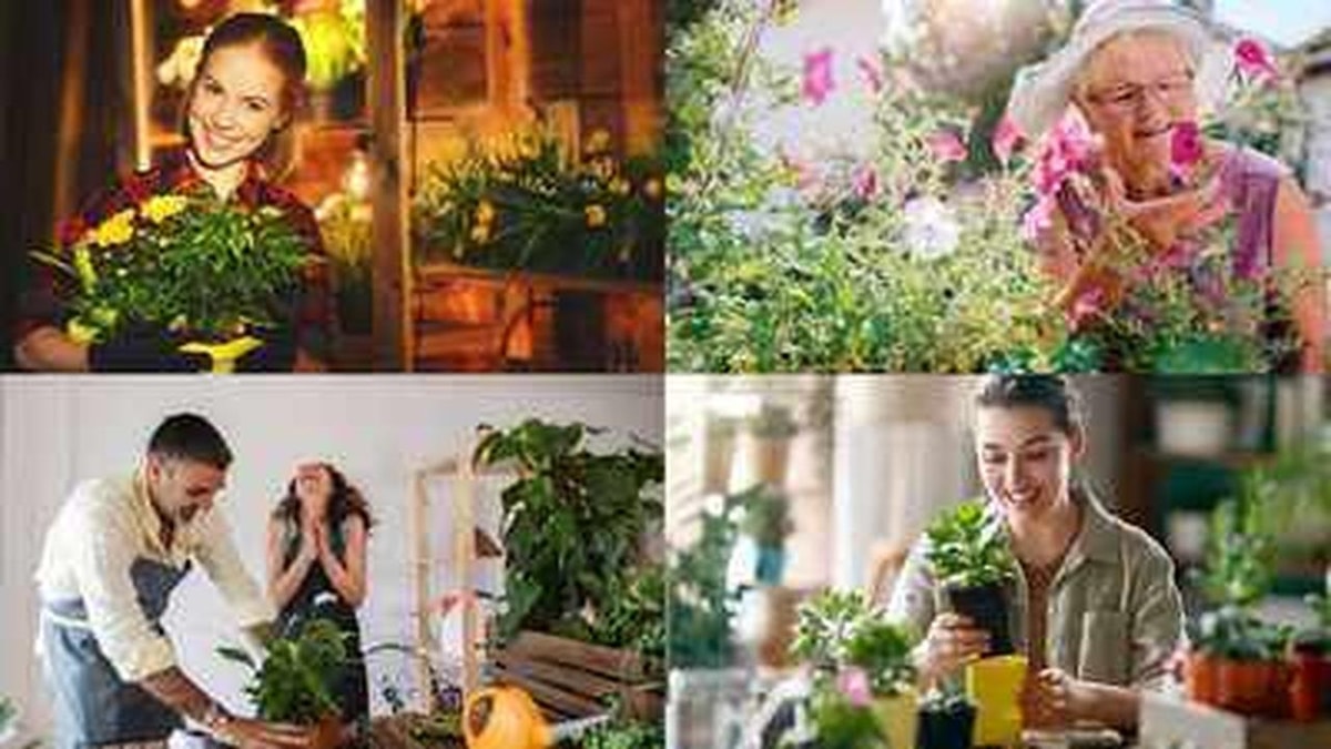 The Relationship Between Houseplants and Mental Health