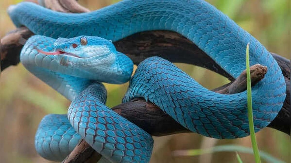 Top 10 Deadliest Snakes in the World and Their Identification