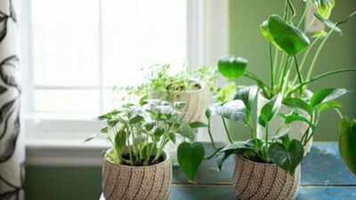 How to Care for Indoor Plants Thriving in Low Light?