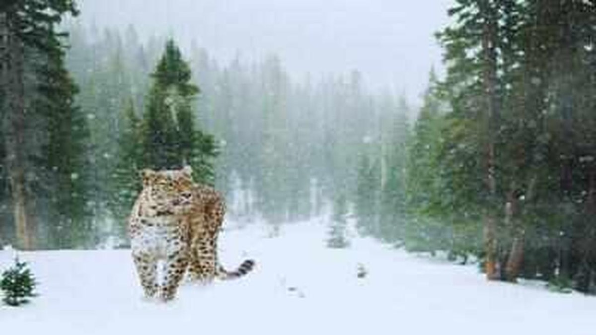 Ladakh to Launch India's First High-Altitude Snow Leopard Safari