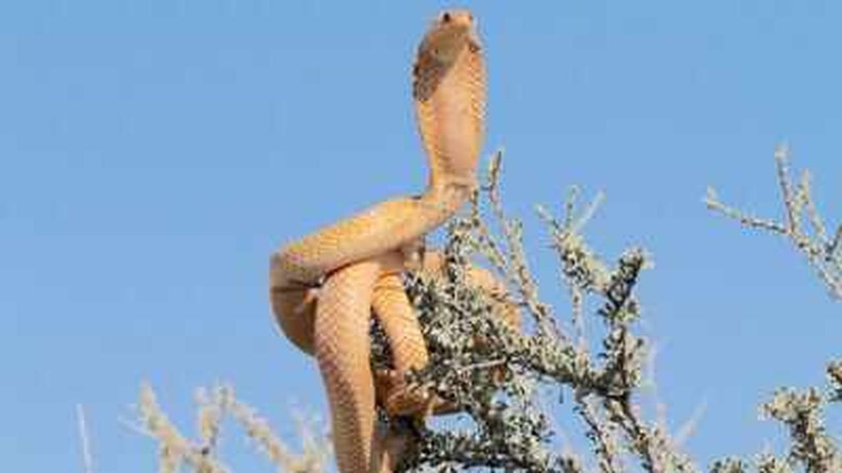 Snake Safaris in India: New Destinations and the Festival of Nag Panchami