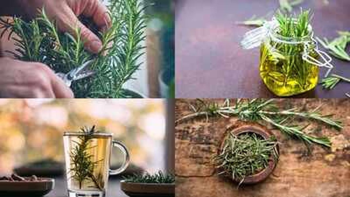 Rosemary: Beneficial for Brain and Hair Health