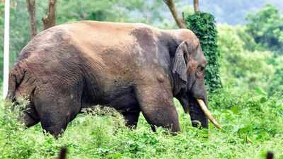 Supreme Court Orders Establishment of Health Clinics for Captive Elephants