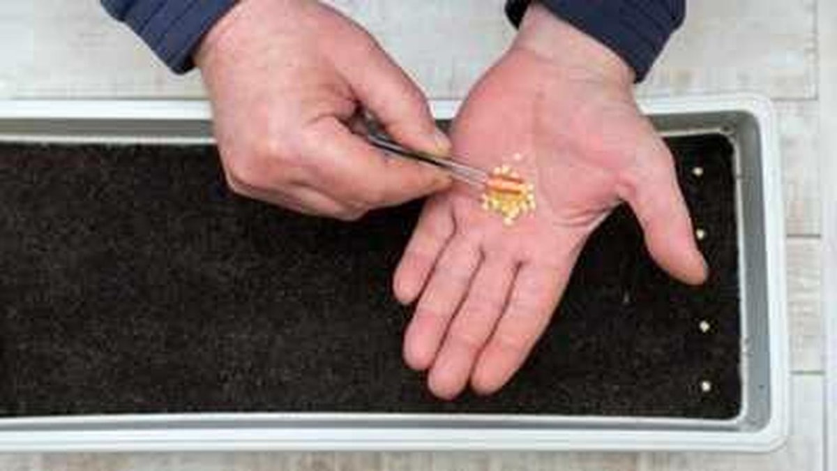 Guide to Choosing the Right Seeds for Balcony Gardening