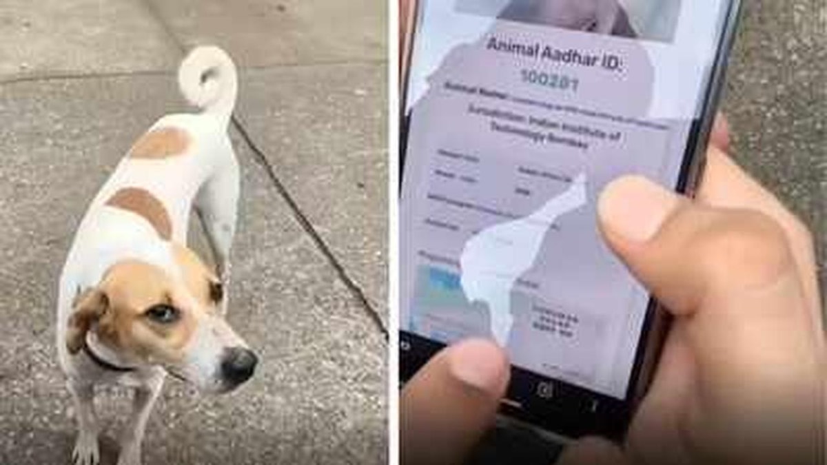 Introduction of QR Codes for Stray Dogs at IIT Bombay