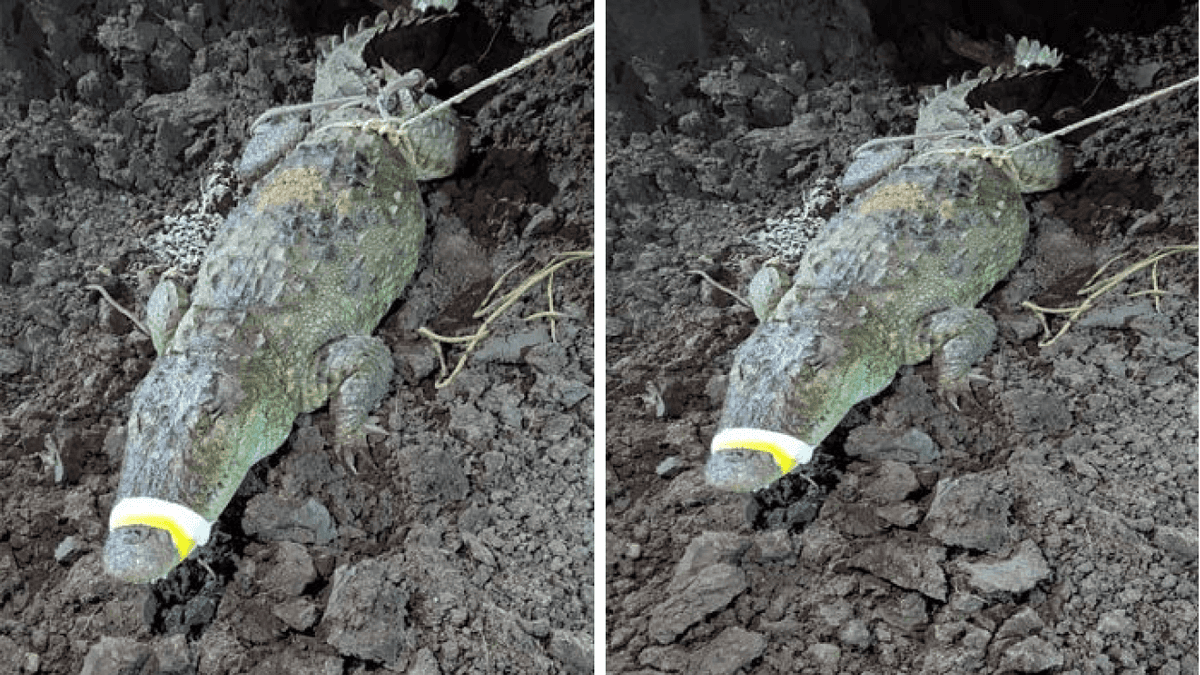 Crocodile Terror Again in Vadodara: 9-Foot Crocodile Found in Makarpura’s Gokul Residency Crocodile Terror Again in Vadodara: 9-Foot Crocodile Found in Makarpura’s Gokul Residency