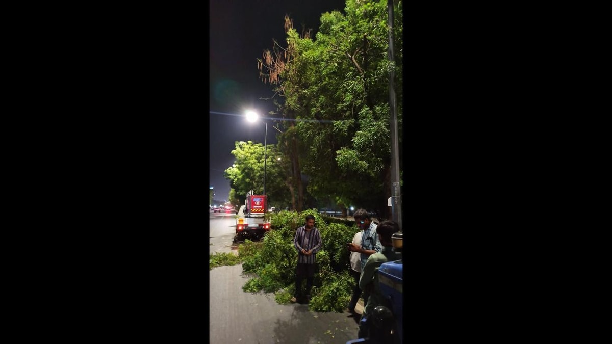 Controversy Over Tree Trimming in Ahmedabad Ahead of Monsoon Season Controversy Over Tree Trimming in Ahmedabad Ahead of Monsoon Season