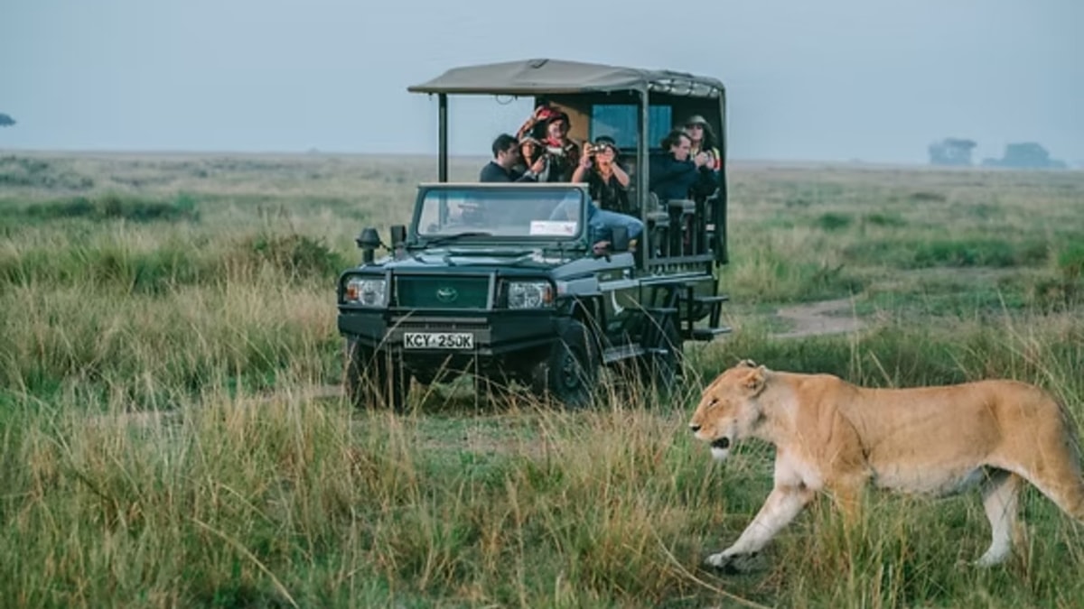 Safari: Unique Experiences of Wildlife Safari: Unique Experiences of Wildlife