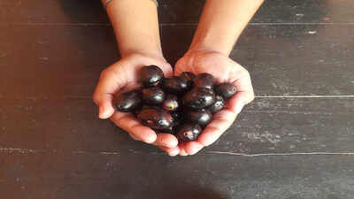 Jamun: A Delicious and Nutritious Summer Fruit Jamun: A Delicious and Nutritious Summer Fruit