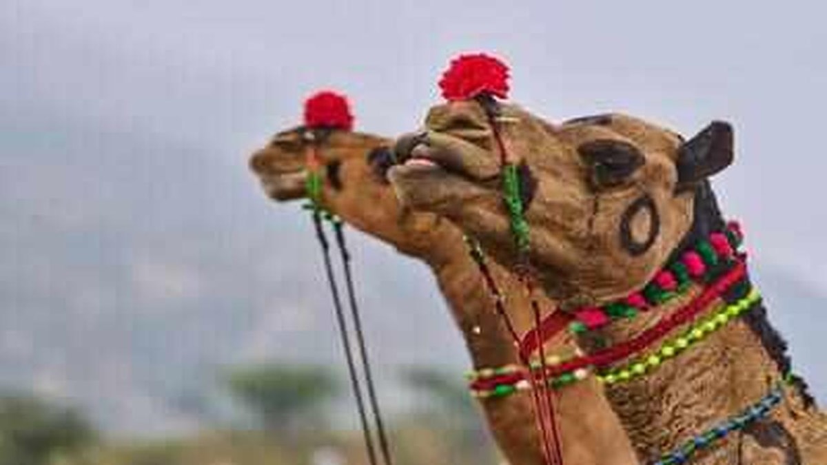 Camel Confiscated in Srinagar, Owner Files Petition in Court Camel Confiscated in Srinagar, Owner Files Petition in Court