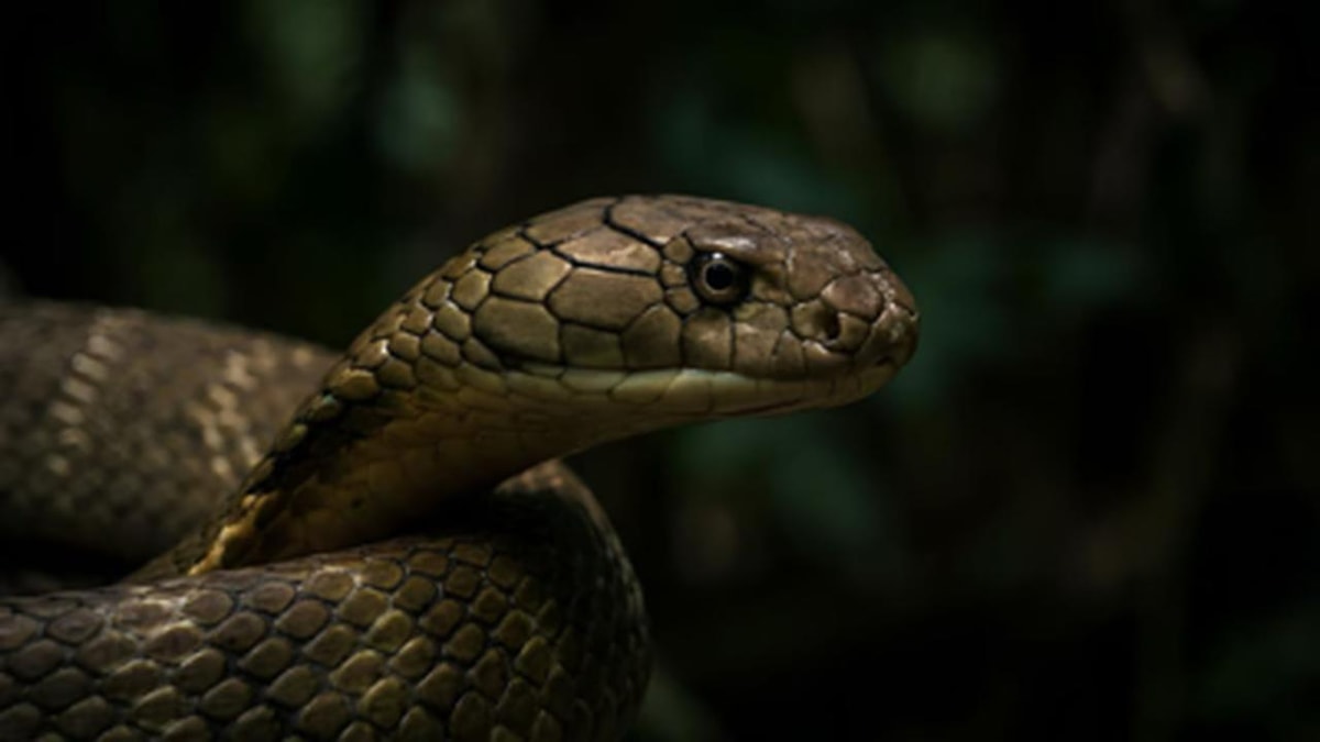 Unique Nesting Behavior and Parenting of King Cobras Unique Nesting Behavior and Parenting of King Cobras
