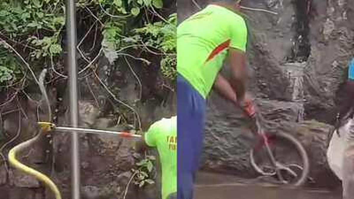 Panic Among Tourists Due to Snake Sighting at Courtallam Falls Panic Among Tourists Due to Snake Sighting at Courtallam Falls
