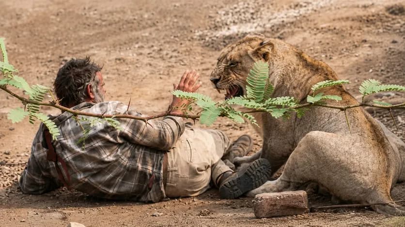 Lioness Attacks Cattle Herder in Palitana's Garajiya Village, Seriously Injured Kalubhai Parmar Under Treatment Lioness Attacks Cattle Herder in Palitana's Garajiya Village, Seriously Injured Kalubhai Parmar Under Treatment