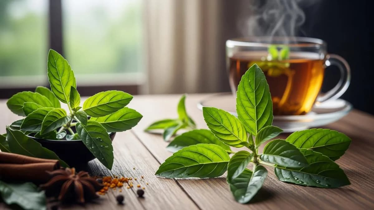 5 Health Benefits of Tulsi Leaves: Reasons to Include This Everyday Herb in Your Diet 5 Health Benefits of Tulsi Leaves: Reasons to Include This Everyday Herb in Your Diet
