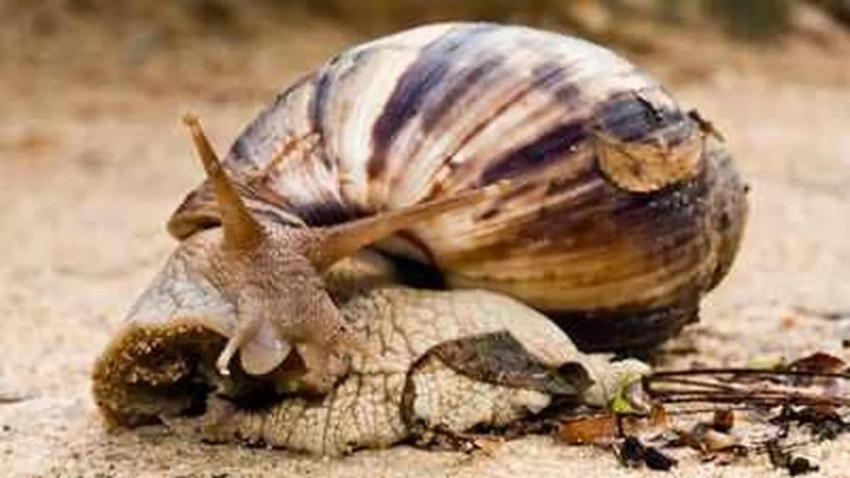 Giant African Snail Resurfaces, Local Officials Issue Alert Giant African Snail Resurfaces, Local Officials Issue Alert