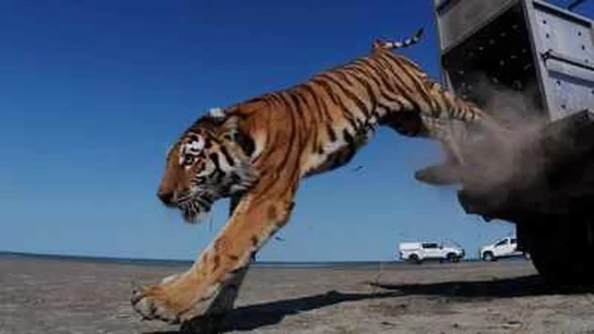 Reintroduction of Amur Tigers in Kazakhstan After 70 Years Reintroduction of Amur Tigers in Kazakhstan After 70 Years