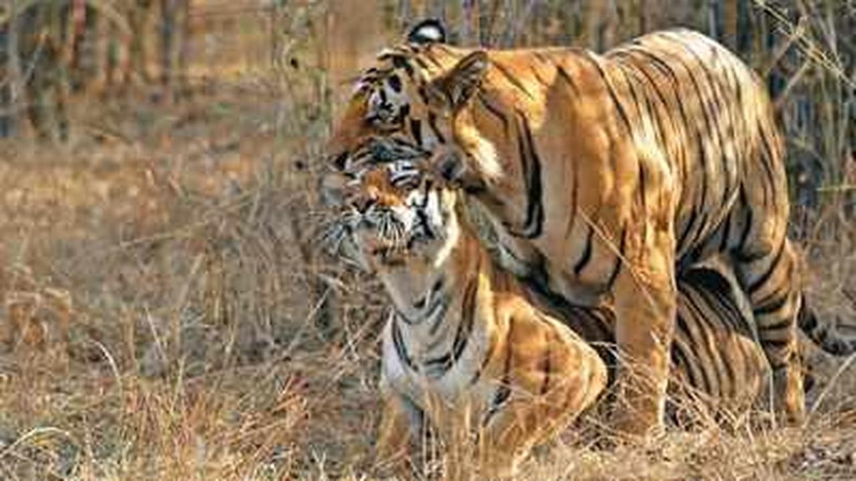 Famous Tigers of India: Impact on Conservation and Tourism Famous Tigers of India: Impact on Conservation and Tourism