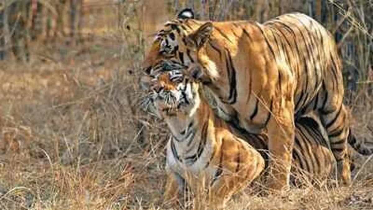 Famous Tigers of India: Impact on Conservation and Tourism Famous Tigers of India: Impact on Conservation and Tourism