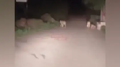 Pride of Lions Spotted on Road Near Dhari's Fatehgarh Video Goes Viral Creating Fear Among Commuters