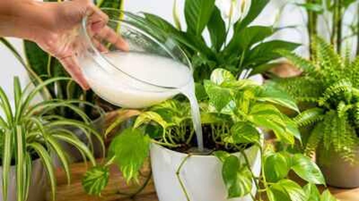 Benefits of Rice Water: Useful for Plants and Soil Benefits of Rice Water: Useful for Plants and Soil