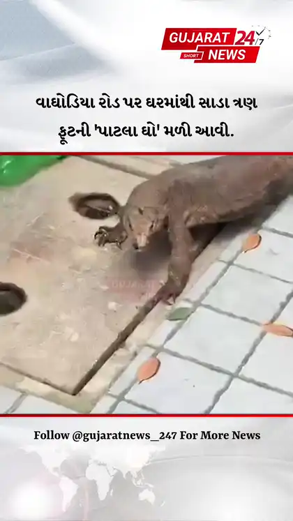 Three-and-a-Half-Foot Monitor Lizard Found Inside House on Waghodia Road Rescue Team Saves It Safely