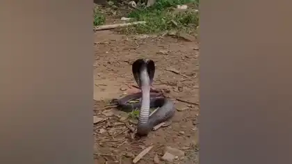5-Foot Cobra Rescued at Ahmedabad's Gandhi Ashram Venomous Snake Safely Captured While Feeding