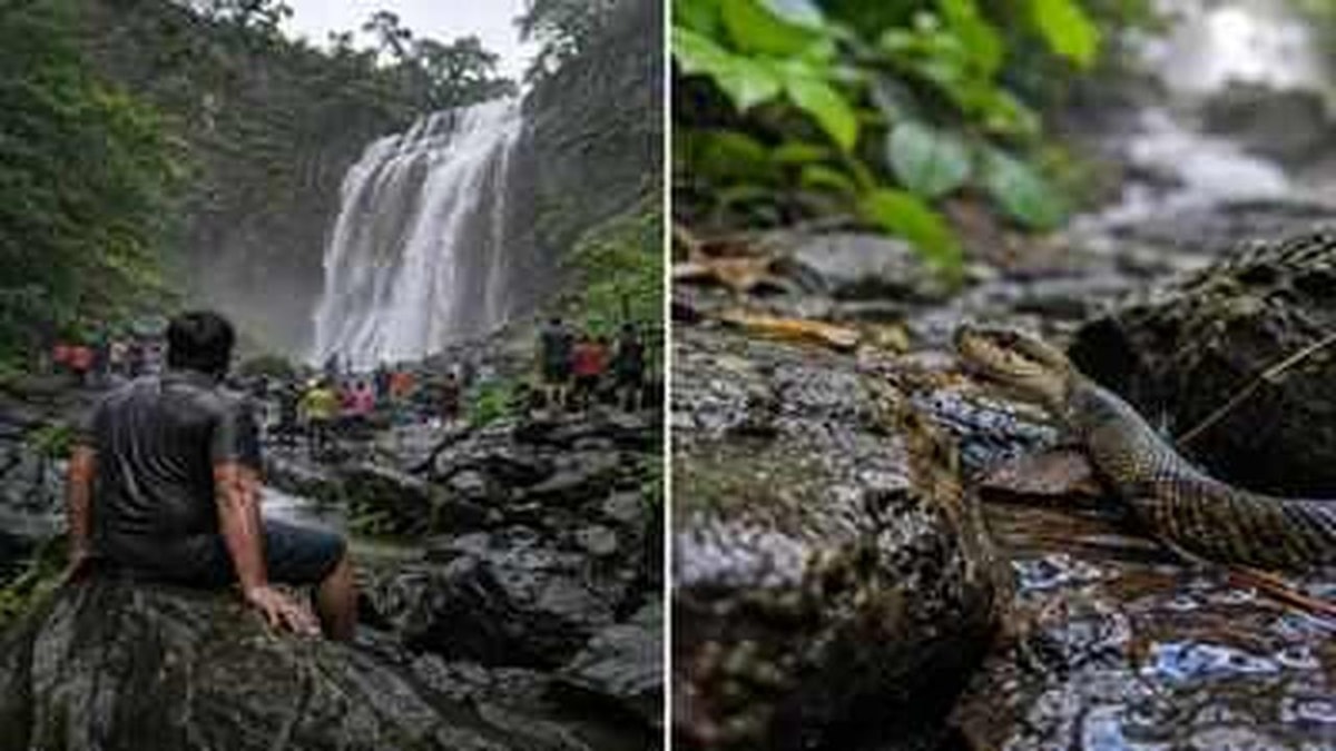 Tourist Dies from Snakebite at Amboli Waterfalls Tourist Dies from Snakebite at Amboli Waterfalls