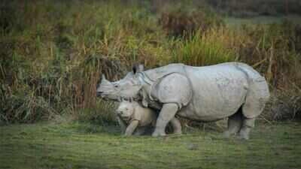 Reduction of Kaziranga's Eco-Sensitive Zone: Need for Development or Environmental Protection? Reduction of Kaziranga's Eco-Sensitive Zone: Need for Development or Environmental Protection?
