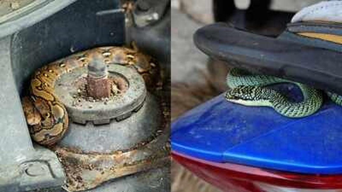 Why Snakes Enter Cars Scooters and Toilets Know the Reason Why Snakes Enter Cars Scooters and Toilets Know the Reason