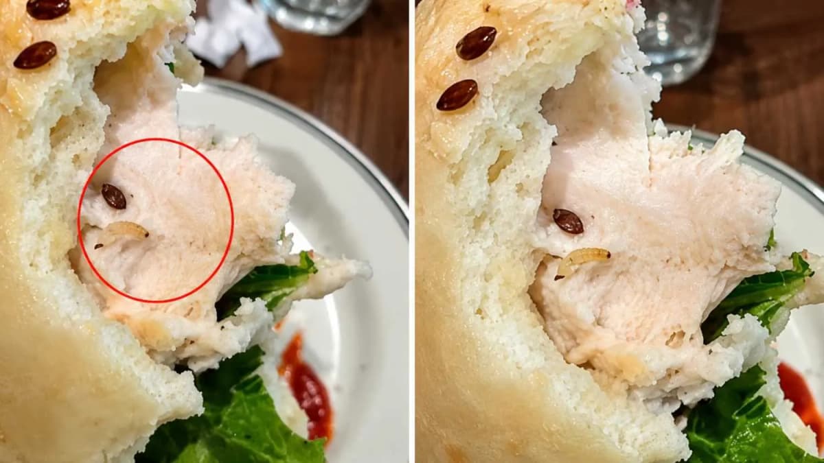 Worm Reportedly Found in Sandwich at Gurugram Restaurant
