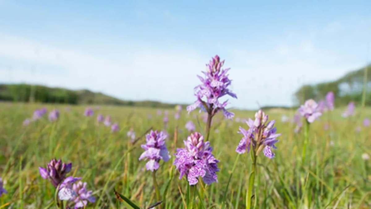 The Remarkable Story of Nature's Regeneration in a Norfolk Field The Remarkable Story of Nature's Regeneration in a Norfolk Field