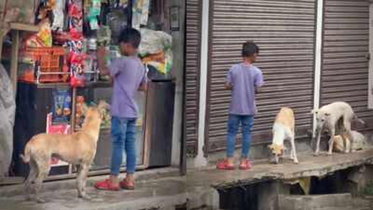 A Child's Kindness: Feeding Stray Dogs Every Day A Child's Kindness: Feeding Stray Dogs Every Day