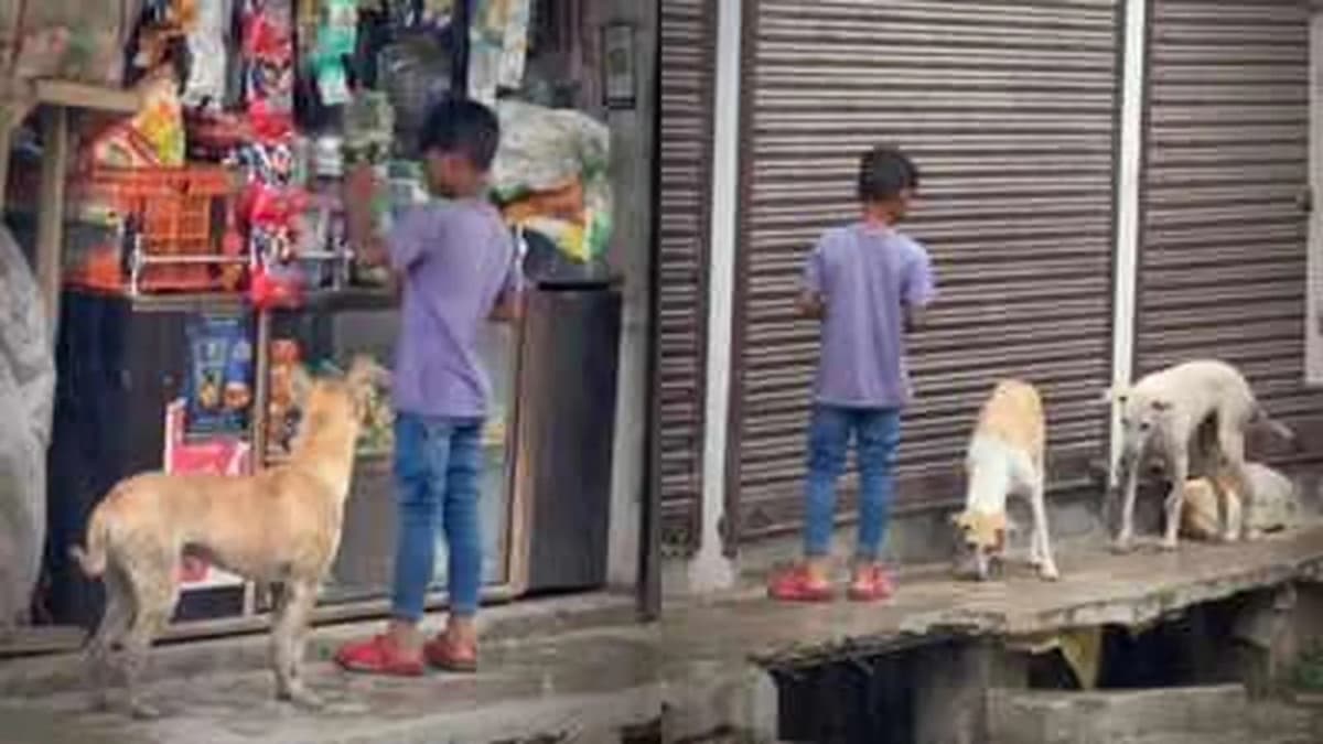 A Child's Kindness: Feeding Stray Dogs Every Day
